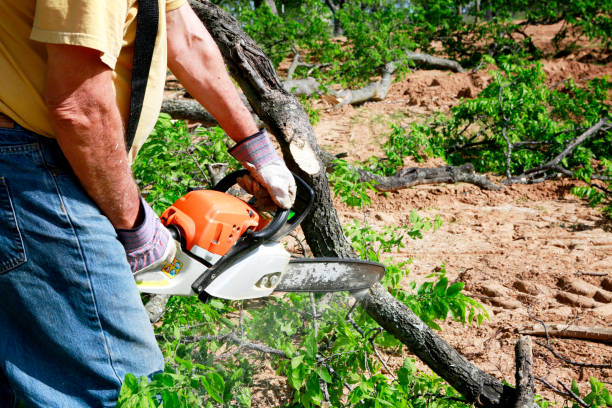 The Steps Involved in Our Tree Care Process in Denton, NC